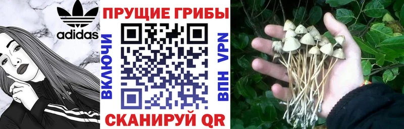 shop как зайти  Черепаново  Псилоцибиновые грибы Psilocybe  MEGA ссылка 